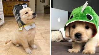 Funny and Cute golden retriever Puppies Compilation 2 Cutest Golden Puppy 2020 [upl. by Fritzsche947]