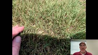 Bermuda Grass Part 1 Identification [upl. by Ellemrac]