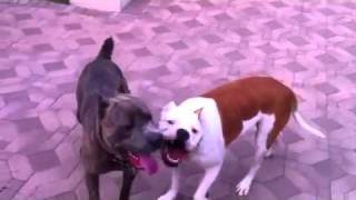 American Bulldog vs Cane Corso [upl. by Eimaral]