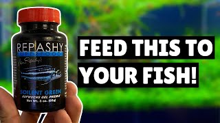 Repashy Soilent Green  Why you should feed this to your fish [upl. by Naelcm]