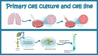 Primary Cell culture and cell line  Cell culture basics [upl. by Kan]