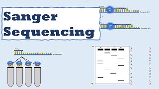 Sanger sequencing [upl. by Cortie]