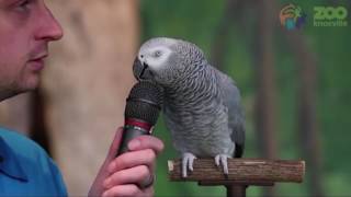 Amazing talking parrot Einstein able to mimic human sounds and movements [upl. by Enowtna]