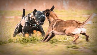 Cane Corso VS Malinois [upl. by Ever]