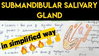 Submandibular salivary gland Anatomy  1 [upl. by Ellehcir]