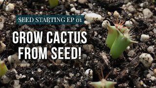 How To Grow Cactus From Seed  Starting Seeds Ep1 [upl. by Lyrpa]