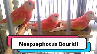 Bourke Parakeet are wonderful parrot [upl. by Genevieve]