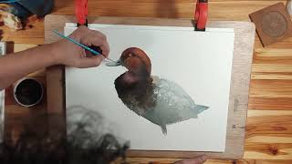 Watercolor Common pochard [upl. by Ennairda342]