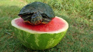 Turtles Love Watermelon [upl. by Ahseekat376]