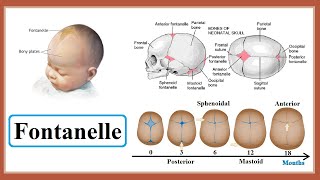 fontanelle [upl. by Haeckel898]