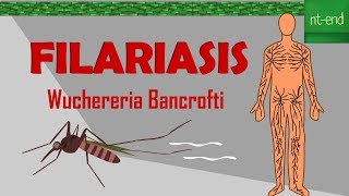 LIFE CYCLE OF Wuchereria Bancrofti biology animals filariasis ntend6435 [upl. by Kral]