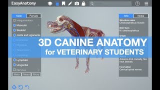 3D Canine Anatomy for Veterinary Students  EasyAnatomy [upl. by Utir410]