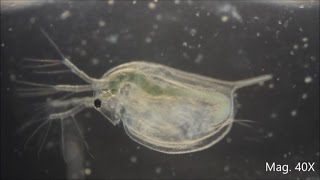 Daphnia magna under the Microscope [upl. by Pelage]