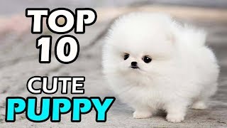 TOP 10 CUTE PUPPY BREEDS [upl. by Enyad]