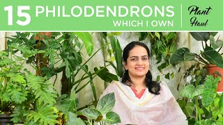 15 Philodendrons I own  Plant Haul  Indoor gardening [upl. by Charmane]