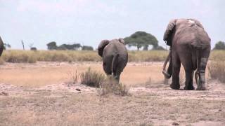 Elephant mating season in Amboseli Kenya [upl. by Frendel]