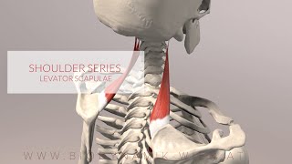 Levator Scapulae Shoulder Series Part 3 3D Animation [upl. by Drawoh]