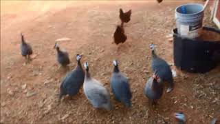 How to get Guinea fowl to their coop at night and MORE [upl. by Seaton]