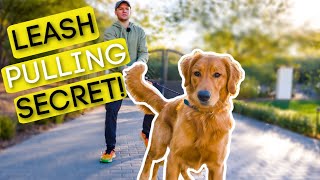 1 TRICK TO STOP YOUR DOG PULLING ON THE LEASH [upl. by Bever]