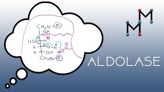 Aldolase Mechanism [upl. by Woolcott]