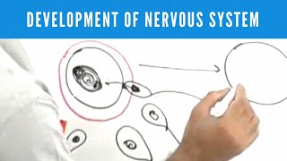 Development of Nervous System  Neuroanatomy [upl. by Evaleen]