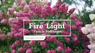 30 Seconds with Fire Light® Panicle Hydrangea [upl. by Paulo]