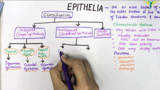 EPITHELIUM  Classification  Basic Histology [upl. by Mirabelle810]