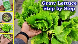 How to Grow Lettuce Ice Berg Step By Step [upl. by Nosnah422]