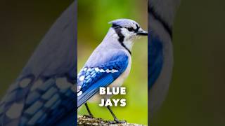 Blue Jays  Fast Facts [upl. by Airenahs]