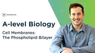 Cell Membranes The Phospholipid Bilayer  Alevel Biology  OCR AQA Edexcel [upl. by Eikcor]