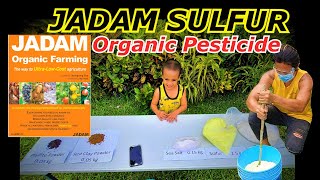 How to make Organic Pesticide Insecticide amp Fungicide  The JADAM Sulfur USDA Approved [upl. by Tilla897]