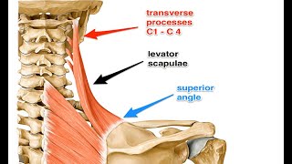 Two Minutes of Anatomy Levator Scapula [upl. by Ettari626]