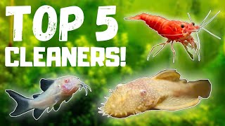 Top 5 BEST Fish Tank Cleaners [upl. by Sarilda]