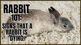 Rabbit 101 Signs That A Rabbit Is Dying [upl. by Ahseyi295]