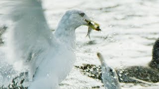 Seagulls and Guillemots Working Together to Fish  BBC Earth [upl. by Rocker899]