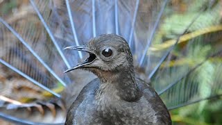 Lyrebird Mimicking Chainsaws Cameras Cars and Even People [upl. by Ciapas]