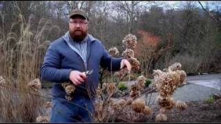 Gardening tips Pruning Hydrangea Paniculata [upl. by Rockwood624]