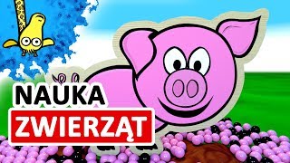 Kształty zwierząt dla dzieci na wsi  CzyWieszJak [upl. by Perseus730]