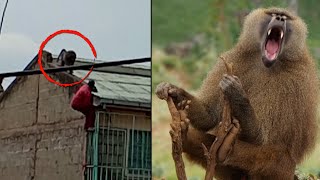 Big male Baboon fighting with Female killing baby  RAW amp REAL CITA [upl. by Dlorej]