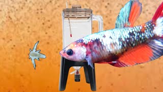 Brine Shrimp in 60 seconds  How To [upl. by Renault]