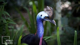 Cassowary Sound Human Bird Attacks Roar Fight Running Call Kick Vs Ostrich Chick Meat Lion [upl. by Ennayram]