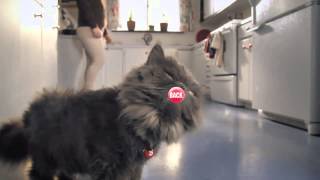 Skittles Touch The Rainbow Cat Lick 2013 Super Bowl Commercial Ad [upl. by Lehet]