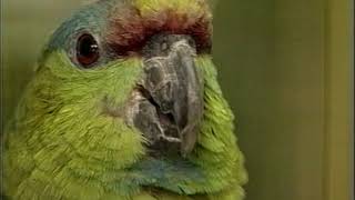 Amazon Parrots  Care amp Breeding  Part 1 Full [upl. by Fazeli]