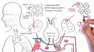 Oxygen  Haemoglobin Dissociation Curve  Physiology [upl. by Abbye]