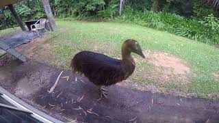 Dangerous cassowary attack [upl. by Dowling]