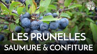 Prunelles du prunellier ou épine noire umeboshi [upl. by Hernando]