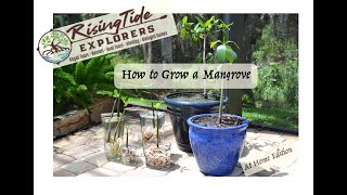 How to grow your own Mangrove [upl. by Chasse]