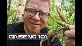 Ginseng 101  Where to Find  How to Harvest [upl. by Drogin]