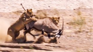 Two Lions Take on Oryx  Natural World Desert Lions  BBC Earth [upl. by Odinevneib]