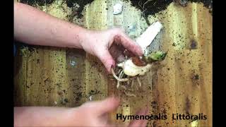 How to propagate and divide your Spider lilies Hymenocalis Littoralis [upl. by Orabelle]